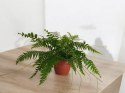Paproć nephrolepis exaltata Macho Paprotka Nefrolepis Fern Maczo WiszącaXXL