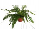 Paproć nephrolepis exaltata Macho Paprotka Nefrolepis Fern Maczo WiszącaXXL