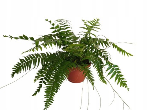 Paproć nephrolepis exaltata Macho Paprotka Nefrolepis Fern Maczo WiszącaXXL Paproć nephrolepis exaltata Macho Paprotka Nefrolepis Fern Maczo WiszącaXXL