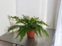 Paproć nephrolepis exaltata Macho Paprotka Nefrolepis Fern Maczo WiszącaXXL