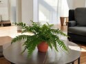 Paproć nephrolepis exaltata Macho Paprotka Nefrolepis Fern Maczo WiszącaXXL