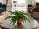 Paproć nephrolepis exaltata Macho Paprotka Nefrolepis Fern Maczo WiszącaXXL