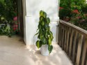 Philodendron Złote Serce Scandens Brasil Filodendron Serce NA PALU