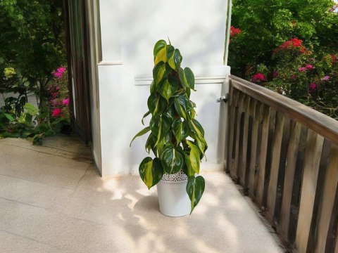 Philodendron Złote Serce Scandens Brasil Filodendron Serce NA PALU Philodendron Złote Serce Scandens Brasil Filodendron Serce NA PALU