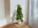 Philodendron Złote Serce Scandens Brasil Filodendron Serce NA PALU