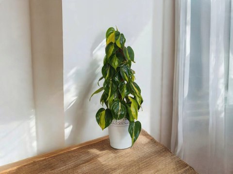 Philodendron Złote Serce Scandens Brasil Filodendron Serce NA PALU Philodendron Złote Serce Scandens Brasil Filodendron Serce NA PALU