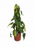 Philodendron Złote Serce Scandens Brasil Filodendron Serce NA PALU