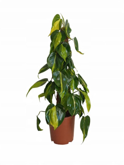 Philodendron Złote Serce Scandens Brasil Filodendron Serce NA PALU Philodendron Złote Serce Scandens Brasil Filodendron Serce NA PALU