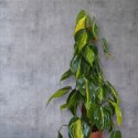 Philodendron Złote Serce Scandens Brasil Filodendron Serce NA PALU