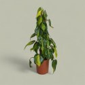 Philodendron Złote Serce Scandens Brasil Filodendron Serce NA PALU