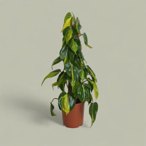 Philodendron Złote Serce Scandens Brasil Filodendron Serce NA PALU Philodendron Złote Serce Scandens Brasil Filodendron Serce NA PALU