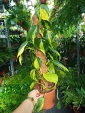 Philodendron Złote Serce Scandens Brasil Filodendron Serce NA PALU