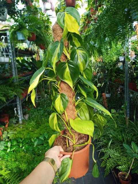 Philodendron Złote Serce Scandens Brasil Filodendron Serce NA PALU Philodendron Złote Serce Scandens Brasil Filodendron Serce NA PALU
