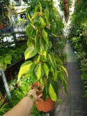 Philodendron Złote Serce Scandens Brasil Filodendron Serce NA PALU