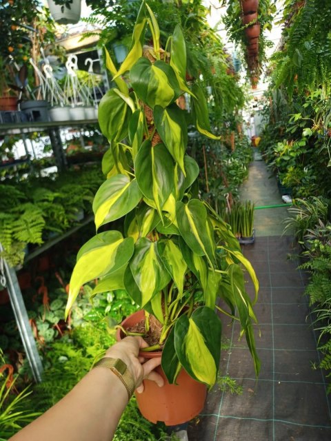 Philodendron Złote Serce Scandens Brasil Filodendron Serce NA PALU Philodendron Złote Serce Scandens Brasil Filodendron Serce NA PALU