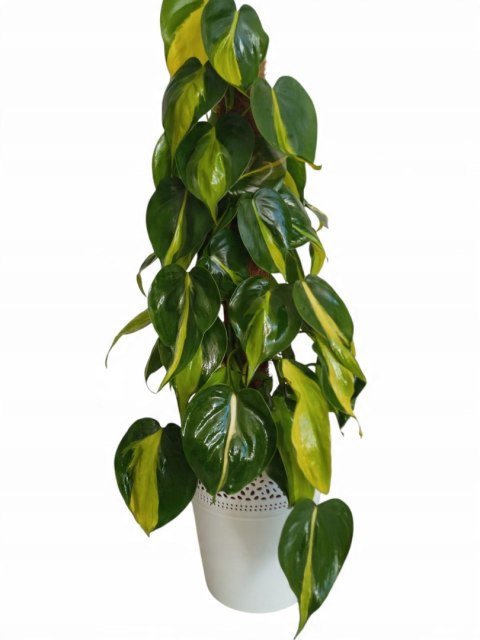 Philodendron Złote Serce Scandens Brasil Filodendron Serce NA PALU Philodendron Złote Serce Scandens Brasil Filodendron Serce NA PALU