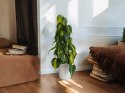 Philodendron Złote Serce Scandens Brasil Filodendron Serce NA PALU