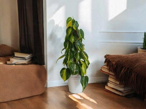 Philodendron Złote Serce Scandens Brasil Filodendron Serce NA PALU Philodendron Złote Serce Scandens Brasil Filodendron Serce NA PALU