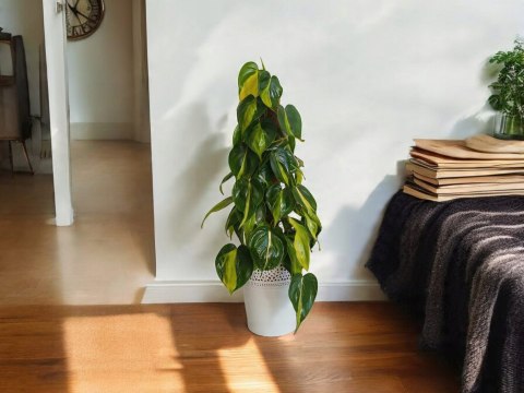Philodendron Złote Serce Scandens Brasil Filodendron Serce NA PALU Philodendron Złote Serce Scandens Brasil Filodendron Serce NA PALU
