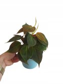 Philodendron scandens Micans Czerwony filek filodendron Aksamitny