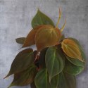 Philodendron scandens Micans Czerwony filek filodendron Aksamitny