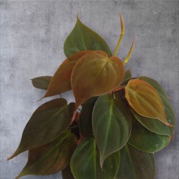 Philodendron scandens Micans Czerwony filek filodendron Aksamitny