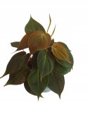 Philodendron scandens Micans Czerwony filek filodendron Aksamitny