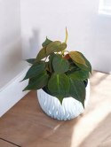 Philodendron scandens Micans Czerwony filek filodendron Aksamitny