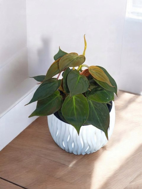 Philodendron scandens Micans Czerwony filek filodendron Aksamitny Philodendron scandens Micans Czerwony filek filodendron Aksamitny