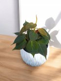 Philodendron scandens Micans Czerwony filek filodendron Aksamitny