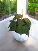 Philodendron scandens Micans Czerwony filek filodendron Aksamitny