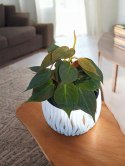 Philodendron scandens Micans Czerwony filek filodendron Aksamitny