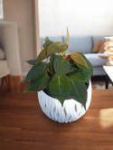 Philodendron scandens Micans Czerwony filek filodendron Aksamitny