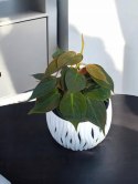 Philodendron scandens Micans Czerwony filek filodendron Aksamitny