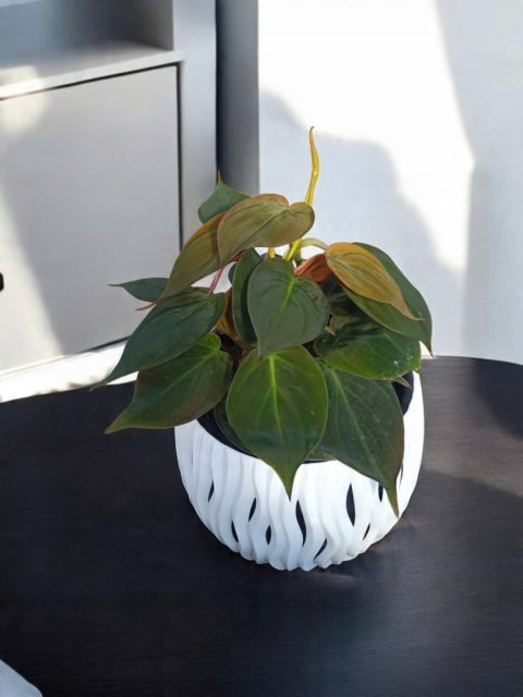 Philodendron scandens Micans Czerwony filek filodendron Aksamitny Philodendron scandens Micans Czerwony filek filodendron Aksamitny
