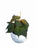 Philodendron scandens Micans Czerwony filek filodendron Aksamitny
