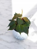Philodendron scandens Micans Czerwony filek filodendron Aksamitny