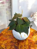 Philodendron scandens Micans Czerwony filek filodendron Aksamitny