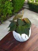 Philodendron scandens Micans Czerwony filek filodendron Aksamitny