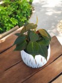 Philodendron scandens Micans Czerwony filek filodendron Aksamitny
