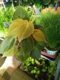 Philodendron scandens Micans Czerwony filek filodendron Aksamitny