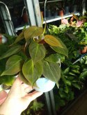 Philodendron scandens Micans Czerwony filek filodendron Aksamitny