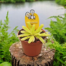 Pinguicula rosiczka owadożerna zjadająca muchy Tłustosz roślina na muchy