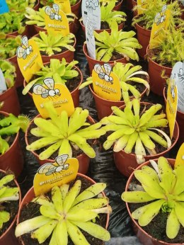 Pinguicula rosiczka owadożerna zjadająca muchy Tłustosz roślina na muchy
