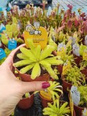 Pinguicula rosiczka owadożerna zjadająca muchy Tłustosz roślina na muchy
