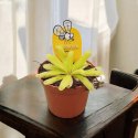 Pinguicula rosiczka owadożerna zjadająca muchy Tłustosz roślina na muchy