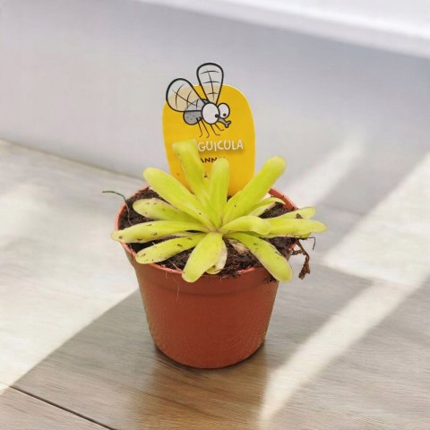 Pinguicula rosiczka owadożerna zjadająca muchy Tłustosz roślina na muchy Pinguicula rosiczka owadożerna zjadająca muchy Tłustosz roślina na muchy