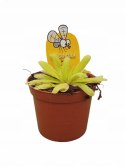 Pinguicula rosiczka owadożerna zjadająca muchy Tłustosz roślina na muchy
