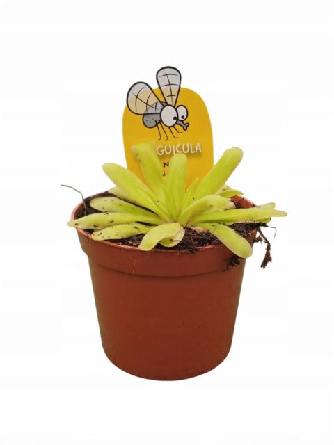 Pinguicula rosiczka owadożerna zjadająca muchy Tłustosz roślina na muchy Pinguicula rosiczka owadożerna zjadająca muchy Tłustosz roślina na muchy