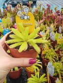 Pinguicula rosiczka owadożerna zjadająca muchy Tłustosz roślina na muchy